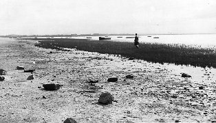Mud & grass on Lytham Beach in the early 1950s.
