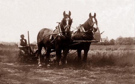 Ploughing at Warton in the early 1900s with the peg windmill in the distance.