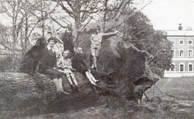 Cedar of Lebanon, Lytham Hall Park, 1930