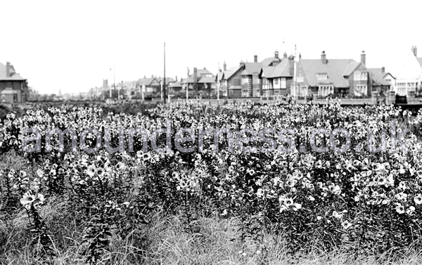 Evening Primroses growing along Clifton Drive, Fairhaven, in the 1920s.