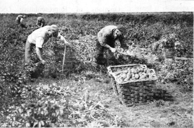 Photograph of potato harvesting at St.Annes in 1927.