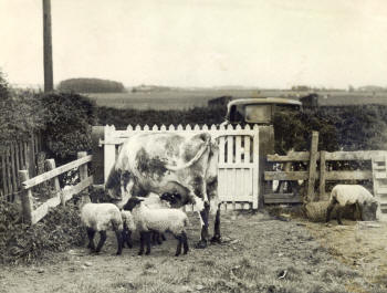 A scene at Pemberton's Farm, Lytham in the 1930s.